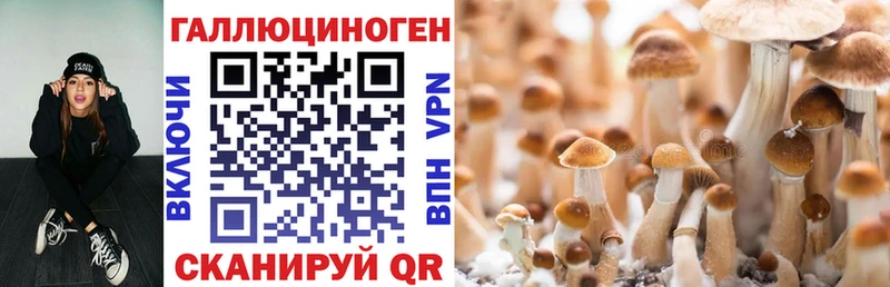 Псилоцибиновые грибы GOLDEN TEACHER  где продают   Бирюсинск 